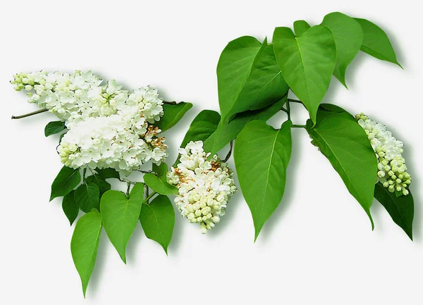 Twigs with flowering white lilac and leaves — Stock Photo, Image