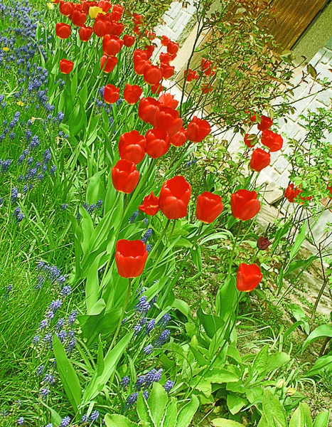 Kırmızı ve mavi çiçekler ile Bahçe çiçekli