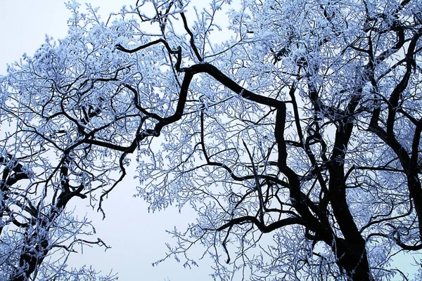 Eingefrorene Baumkronen mit Schnee bedeckt — Stockfoto