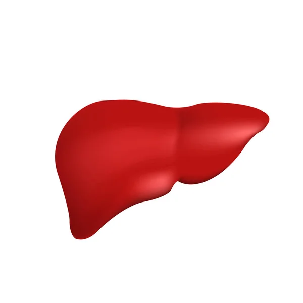 Vector realista hígado humano, aislado sobre fondo blanco — Vector de stock