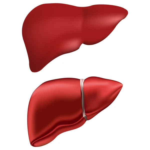 Fígado humano realista. Anatomia da medicina, órgão humano, saúde e biologia. Conjunto de duas 2 variedades —  Vetores de Stock