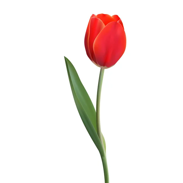 Настоящий цветочный тюльпан. Тюльпан в векторе eps10 — стоковый вектор
