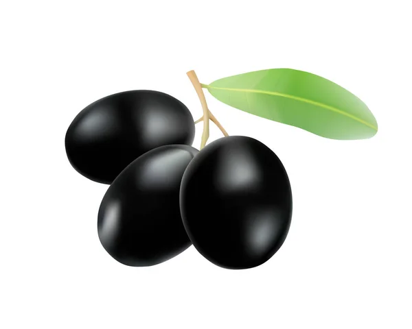 Aceitunas negras con hojas. Ilustración vectorial fotorealista — Archivo Imágenes Vectoriales