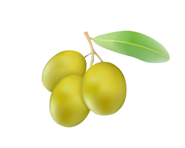Vector olives isolated on a white background