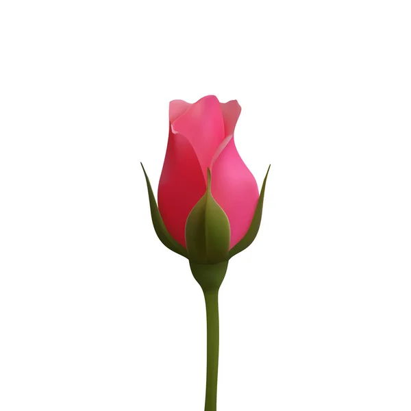 Belle rose rose sur un fond transparent.Illustration vectorielle.Eps 10 — Image vectorielle