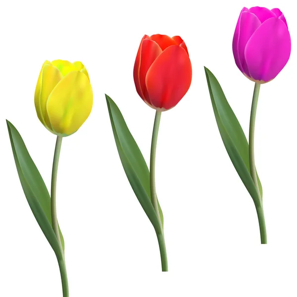 Conjunto de vetor realista bela tulipa. Não há vestígios. O espaço em branco para o seu design. Amarelo, rosa, flor tulipa vermelha no fundo branco. Tulipas da primavera. Flor em flor — Vetor de Stock