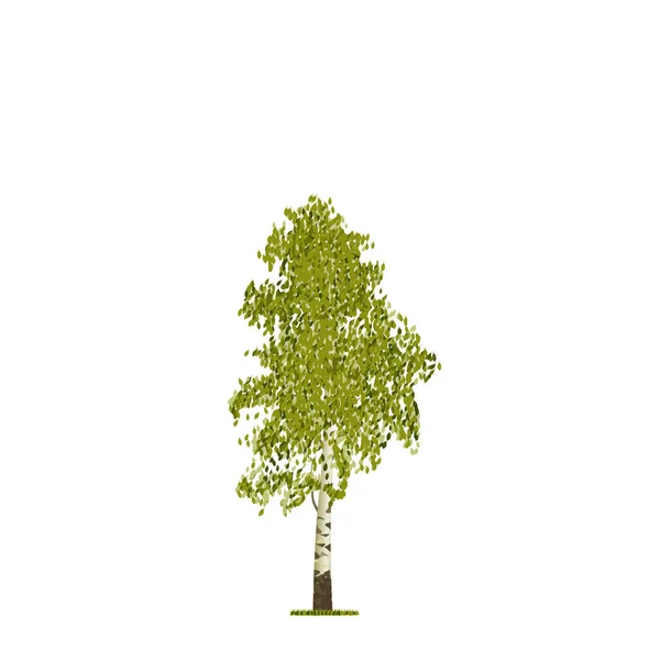 Vektorzeichnung der Birke. Realistischer Baum. — Stockvektor