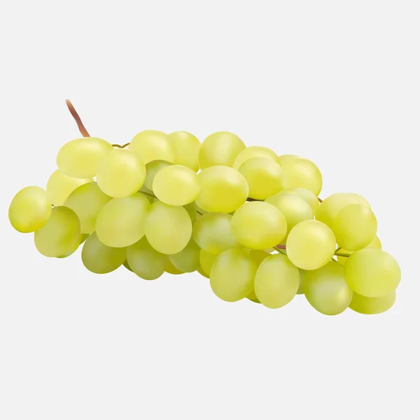 Спелый виноград на белом фоне. Векторная иллюстрация . — стоковый вектор