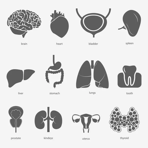 Различные плоские органы человека с легкими мозга желудочный пузырь toooth матки простаты щитовидной железы селезенки печени почки. Изолированный на белом фоне. Векторный eps10 . — стоковый вектор