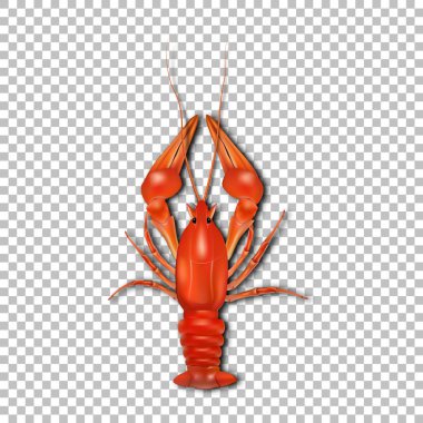 Kırmızı kerevit. 3D vektör simgesi. Deniz ürünleri, gerçekçi. Bira için snack. Vektör eps10.