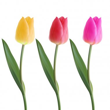 Set of Realistic vector beautiful tulip . Not trace. The blank for your design. Yellow, Pink, Red tulip flower on white background. Spring tulips. Blooming flower clipart