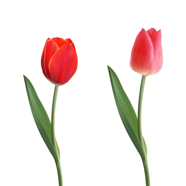 Tulipán Flor Realista. Conjunto de dos tulipanes rojos diferentes. Tulipán en Vector eps10 — Vector de stock