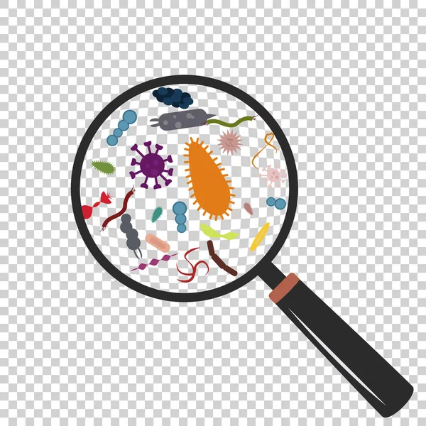 Imagem de lupa e bactérias engraçadas bonito germes em estilo cartoon plana isolado em fundo transparente. Ilustração vetorial eps10 . —  Vetores de Stock