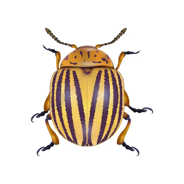 Escarabajo de Colorado aislado en backgtound blanco. Ilustración vectorial fotorealista — Archivo Imágenes Vectoriales