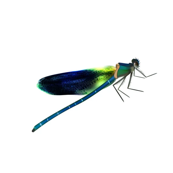 Vector realistic colored dragonfly isolated on white background — Stock Vector