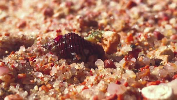 Looping video, lindo cangrejo ermitaño, levantando y bajando una piedra — Vídeos de Stock