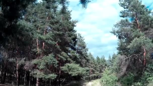 Panorama denso bosque de pinos en verano — Vídeos de Stock