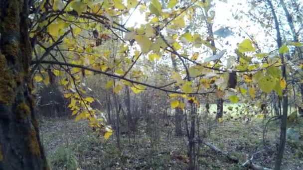 Bosque salvaje de otoño — Vídeo de stock