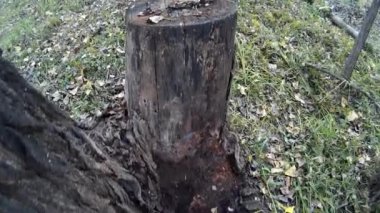 Ormandaki çürük ağaç kütüğü