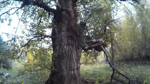 Le grand arbre dans la forêt
