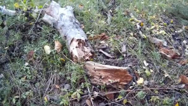 Korhadt fa feküdt a fűben — Stock videók