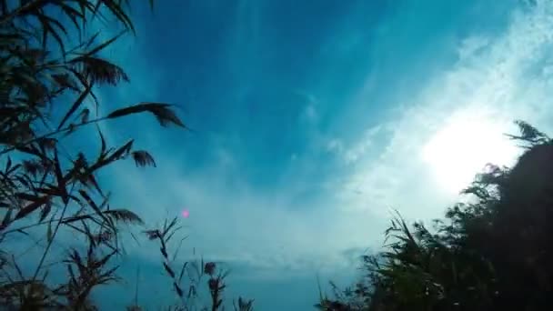 Playa gran río cubierto de juncos, taymlaps — Vídeo de stock