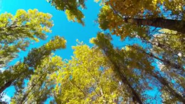 Parkta ağaçların üst kısımları