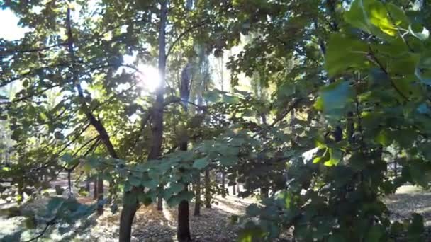 Güneş ışınları ağaçların arasından onların yol yapmak — Stok video