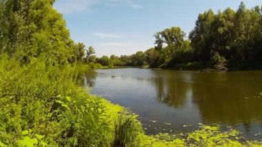 Vahşi ormanda Nehri
