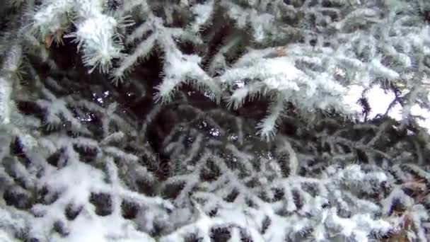 Les branches d'épinette couvertes de bruissements de vent de neige — Video