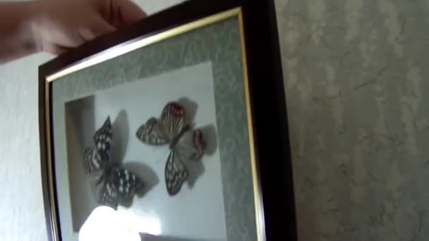 Hangen van de muurschildering met vlinders — Stockvideo