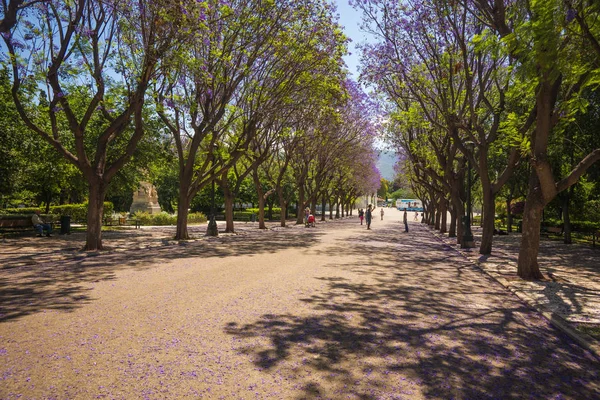 Красиві квітучими деревами jacaranda в Афінах, Греція — стокове фото