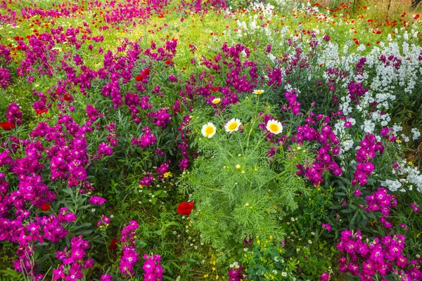 Campo di fiori colorati primaverili a Schinias, Grecia — Foto Stock