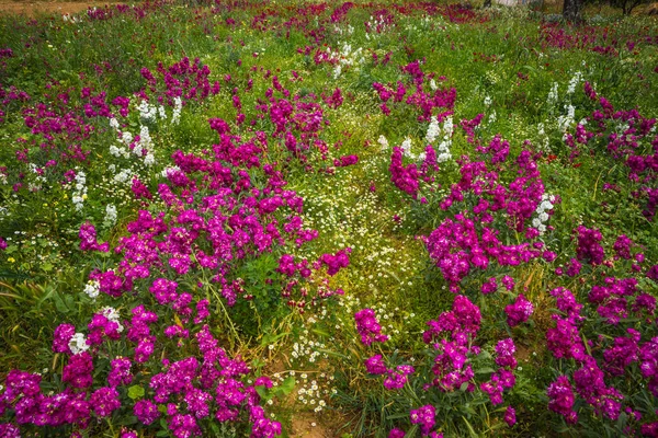 Field of colorful spring flowers in Schinias, Greece — Stock Photo, Image