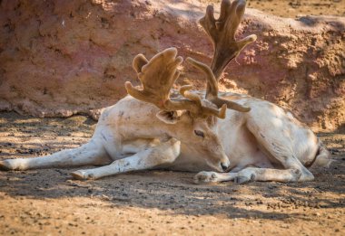 Sika geyiği genç kapitone deri boynuzlarıyla