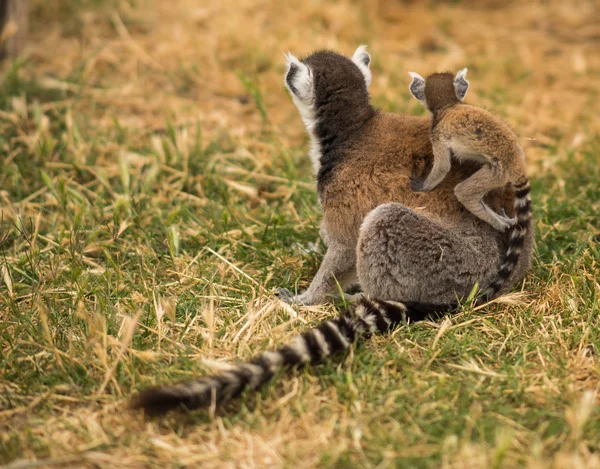 Oyun parkında oynayan Lemurlar ailesi — Stok fotoğraf
