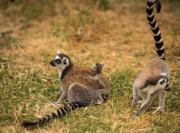 Family of lemurs playing on playground — Stock Photo, Image