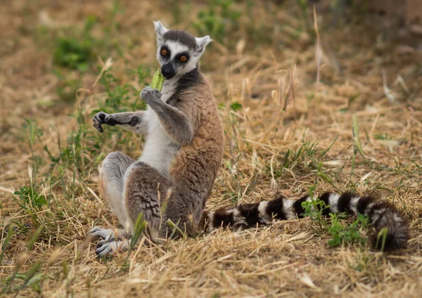 Imagen de lémur en hábitat natural — Foto de Stock