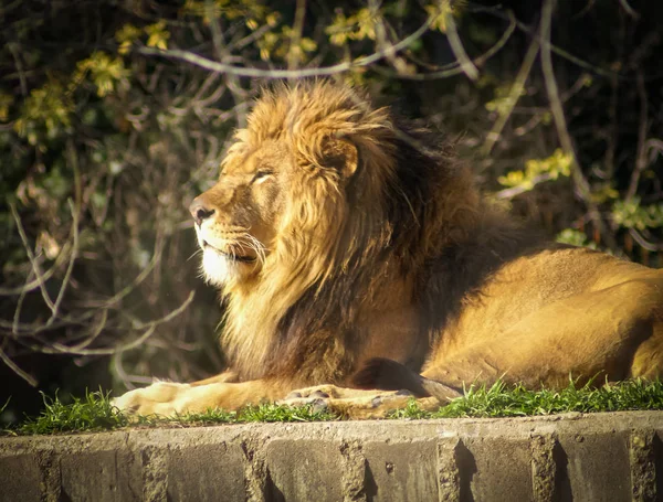 Grande leone guaritore — Foto Stock