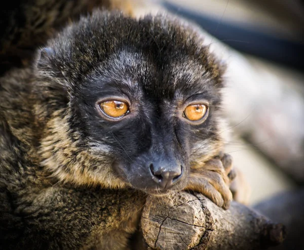 Üzücü bir lemur görüntüsünü — Stok fotoğraf