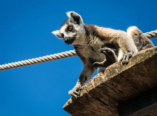 Portrait of lemur with a striped tail sitting on the shelf, Athe — Stock Photo, Image