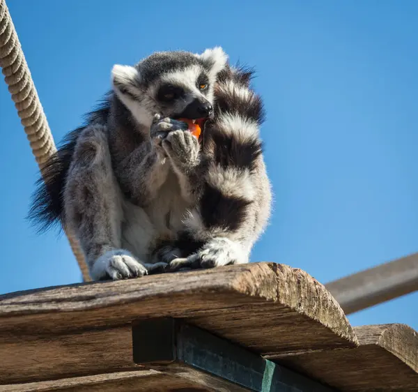 Lemur jedzenie marchew, Ateny, Grecja — Zdjęcie stockowe