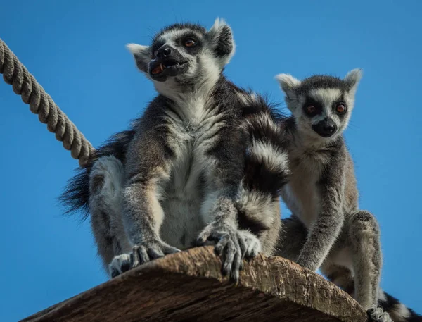 Çizgili kuyruklu raf, Atina, Gree oturan iki Lemurlar — Stok fotoğraf