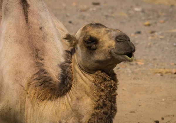 Portrait of a large red two-humped camel — Stock Photo, Image