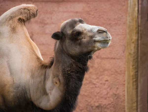 Ritratto di un grande cammello rosso a due gobbe — Foto Stock