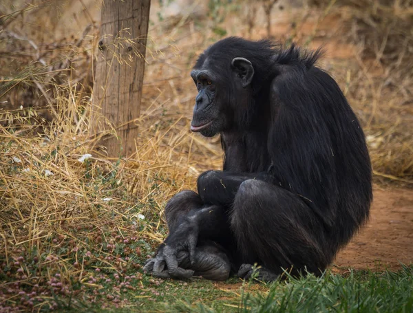 Gran chimpancé negro sentado en un prado — Foto de Stock