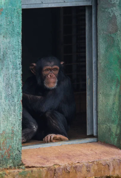 Chimpansee zit in een deuropening — Stockfoto