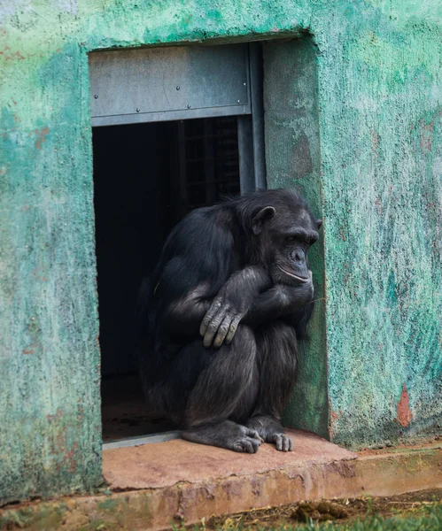 Chimpansee zit in een deuropening — Stockfoto