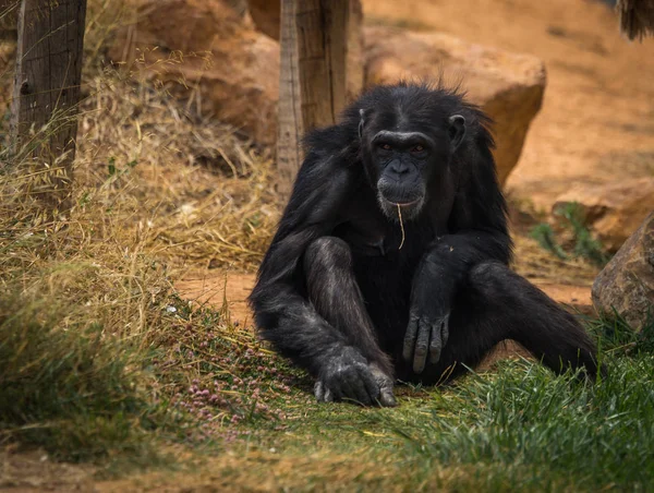 Grote zwarte chimpansee zit op een weide — Stockfoto