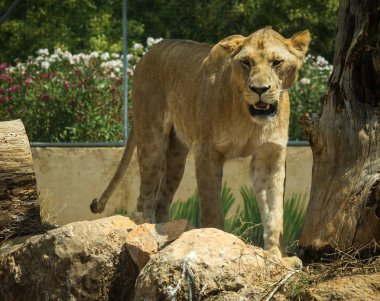 Yakın çekim portre bir oturum dinlenme bir dişi aslan
